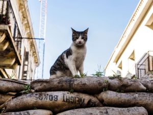 L'Impero dei Gatti dura da 9.000 anni: nel DNA i loro spostamenti e la passione per i topi