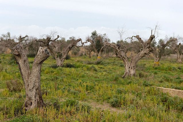 Xylella, l'Italia nel mirino di UE e Nature: favorita la diffusione dell'infezione
