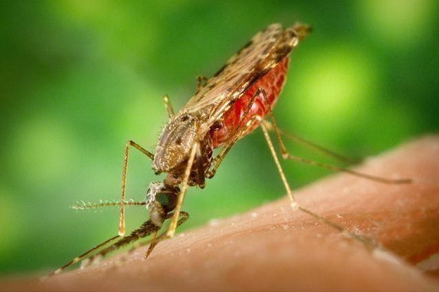 700mila morti per le punture di insetti ogni anno. OMS: rischia l'80% della popolazione