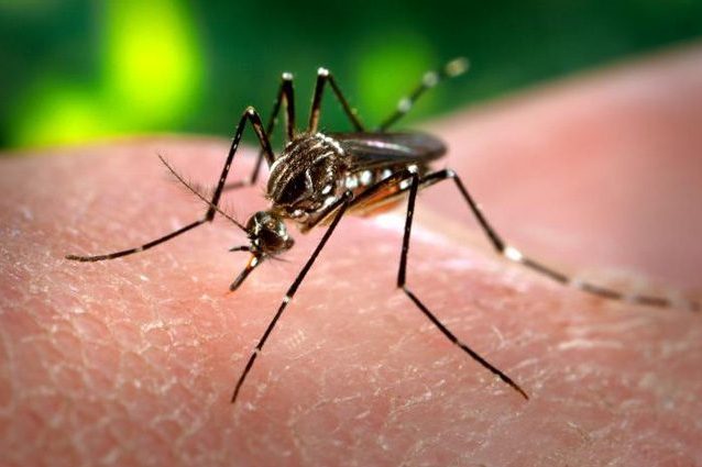 Zanzare, in California è guerra aperta: saranno liberati 20 milioni di maschi 'untori'