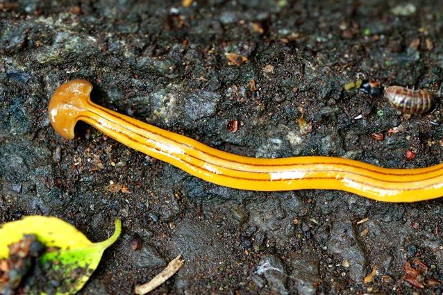 sacchi di uova di parassiti intestinali sacchi di uova di parassiti intestinali