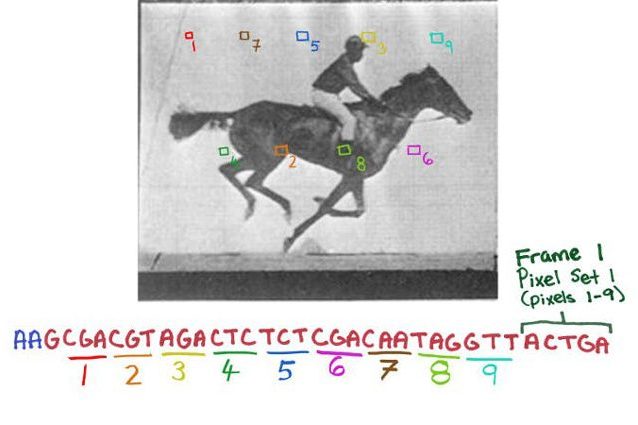 Batteri come schede di memoria: salvato un filmato nel loro DNA
