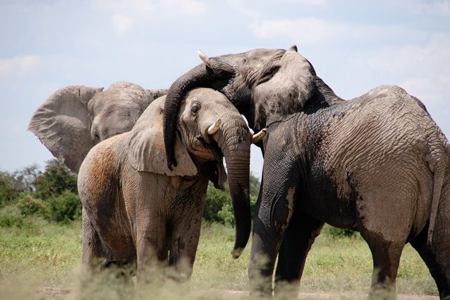 Perché gli animali sono diventati giganteschi