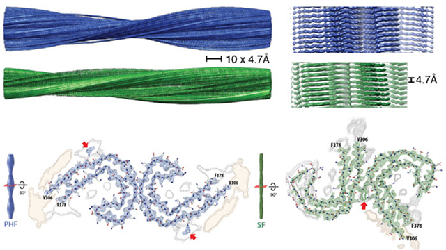 Credit: Scheres Group MRC–LMB