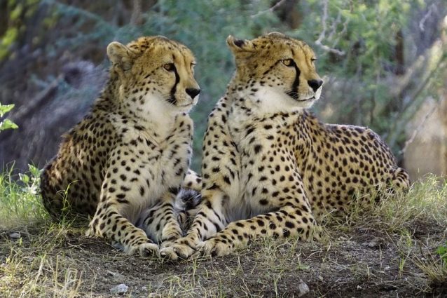 Perché gli animali più grandi non sono i più veloci? Ce lo spiega questa equazione