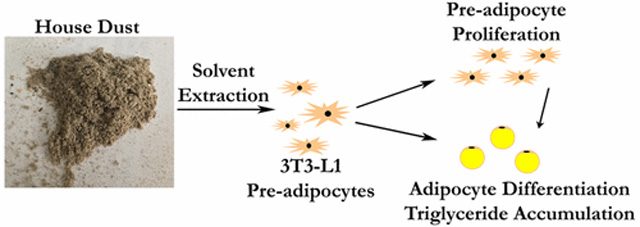 Gli effetti della polvere sugli adipociti. credit: Duke University