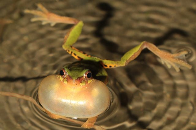 La rana Hyla sanchiangensis discendente di uno dei tre lignaggi superstiti credit: Peng Zhang, Peng Zhang, Sun Yat–Sen University