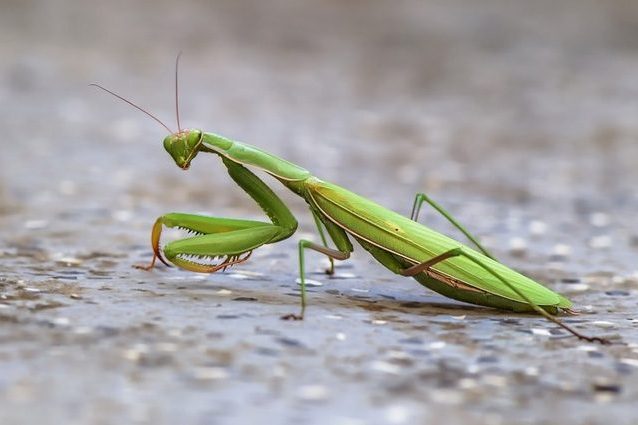 Gli animali muoiono di paura e per questo si estinguono