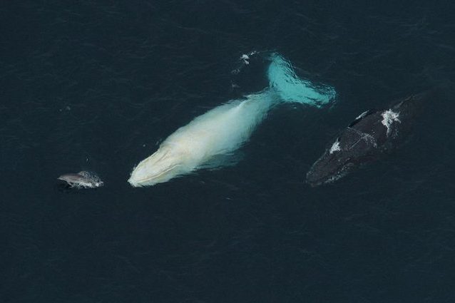 Credit: White Whale Research Center