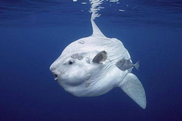 Mola tecta, chi è il nuovo pesce luna appena scoperto che pesa più di una tonnellata