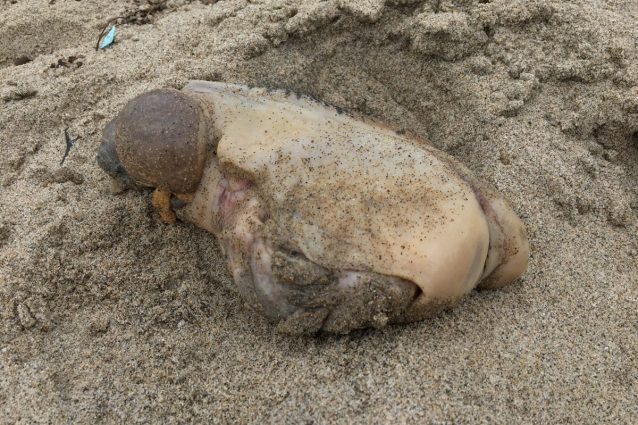 La verità sul mostro spiaggiato in California che somiglia ad una cozza gigante