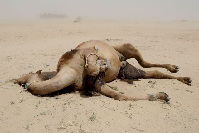 Stiamo vivendo la sesta estinzione di massa uccidendo intere specie animali ed è colpa nostra