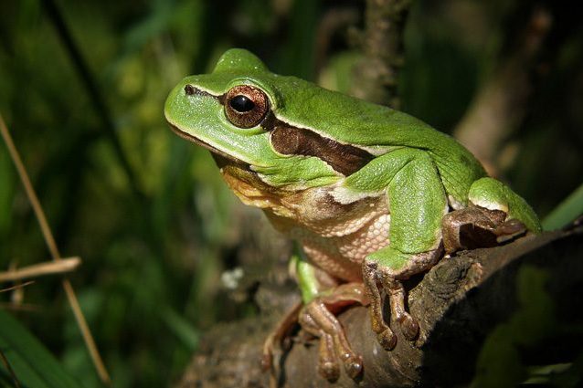 Le rane si sono evolute grazie alla scomparsa dei dinosauri