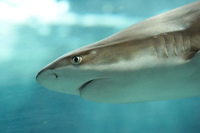 Lo squalo è l'eroe della barriera corallina: così salva l'ambiente