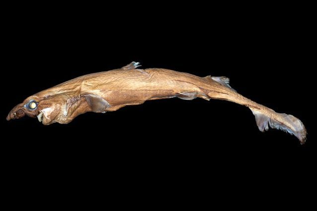 Lo squalo lanterna che brilla nel buio: è lungo 40 centimetri e pesa un chilogrammo