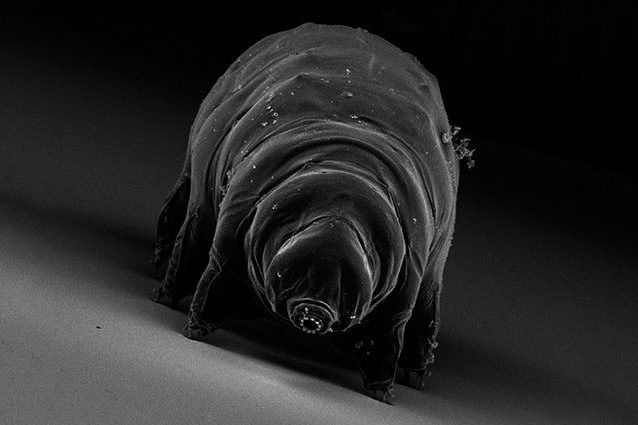 I tardigradi saranno gli ultimi organismi a sopravvivere sulla Terra