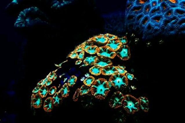 Coralli fluorescenti in acque profonde: come fanno a sopravvivere