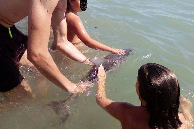 Cucciolo di delfino a riva muore perché i bagnanti lo afferrano per farsi un selfie