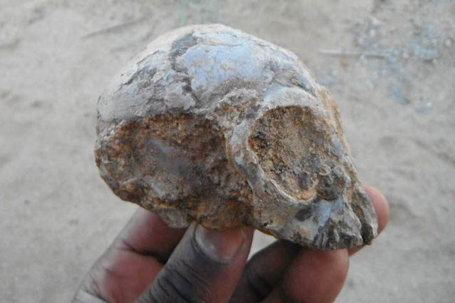 Uomo-scimmia, trovati i resti di un antenato comune: è un cucciolo di 13 milioni di anni