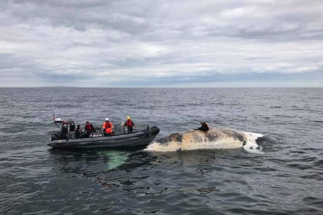 Strage di balene franche nell’Atlantico a causa dell’uomo: ne restano solo 500