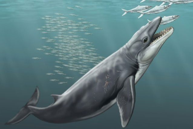 Come Si Chiamano I Denti Della Balena