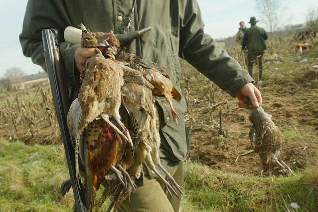 Caccia, enti e ambientalisti chiedono il blocco: “Animali stremati da incendi e siccità”