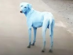 Cani blu in India, ecco cosa è successo realmente