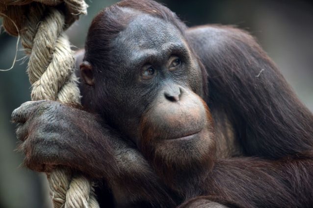 Ci siamo sbagliati sulle scimmie: l'arroganza dell'uomo ha influenzato la scienza