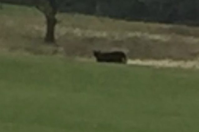 Felino nero nel campo da golf, pantera o gatto?
