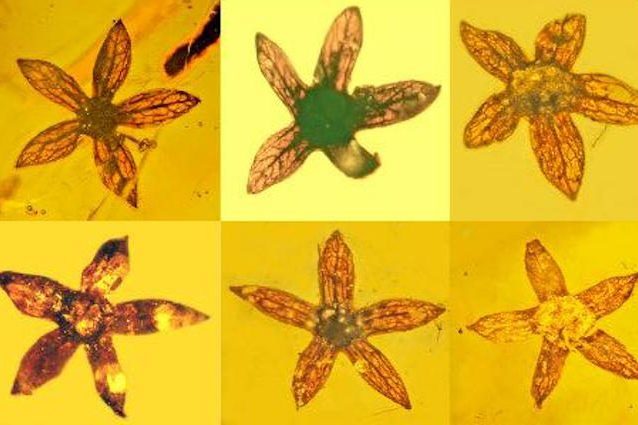 Tropidogyne pentaptera è il nuovo fiore appena scoperto, ma ha 100milioni di anni: le foto