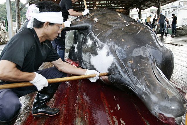 Strage di balene: il Giappone ha vinto. Sea Shepherd rinuncia a sfidare le baleniere