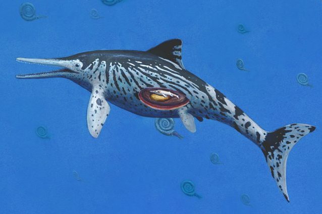 Fossile di ittiosauro incinta scoperto 'per caso': è il più grande di sempre