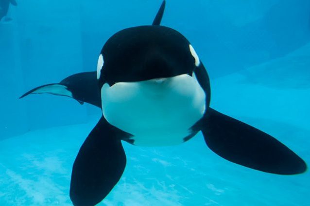 È morta l'orca Kasatka: uccisa con l'eutanasia dopo 40 anni vissuti in cattività