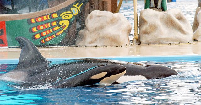 Kasatka con uno dei suoi figli