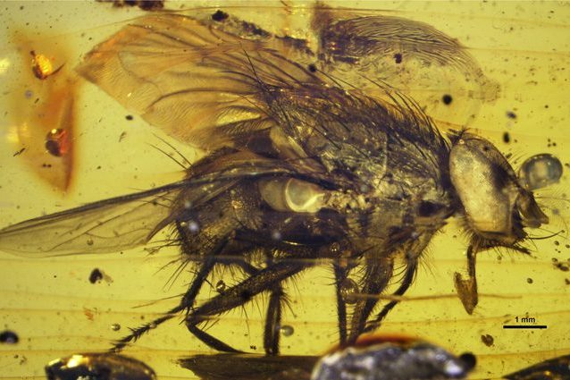 L'antenato preistorico delle mosche trovato nell'ambra: ha 17 milioni di anni