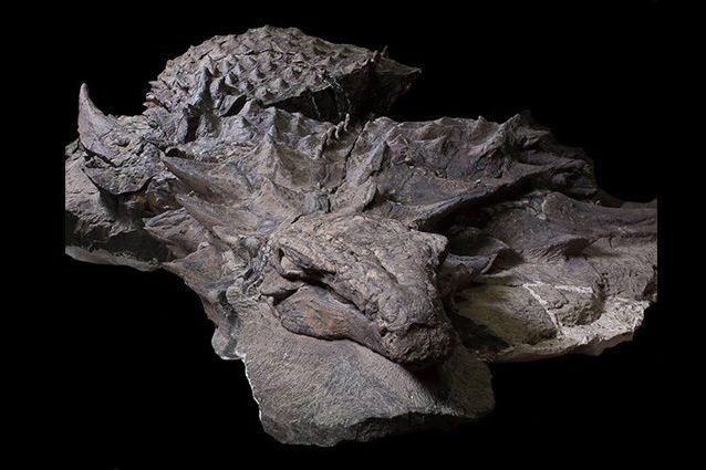 Un dinosauro così non l'avete mai visto: le immagini mozzafiato del più bel fossile di sempre
