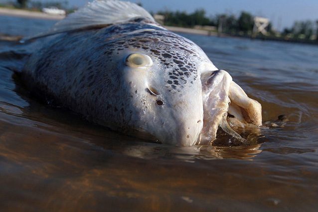 La Zona Morta del Golfo del Messico è fuori controllo: tonnellate di fertilizzante in mare