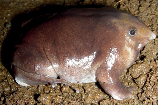 La rana viola di Bhupathy vive sottoterra e ha un aspetto bizzarro: è stata appena scoperta