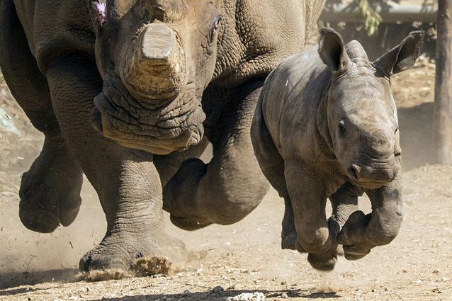Corni di rinoceronte in vendita sul web: l'asta avviata in Sudafrica scatena le polemiche