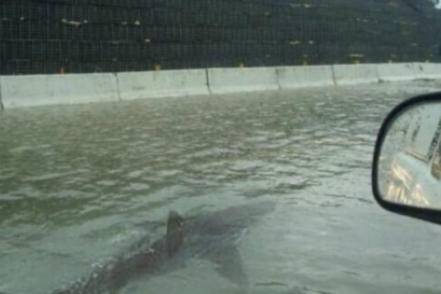 Il suggestivo fake dello squalo che si aggira per Houston, l'uragano Harvey non c'entra