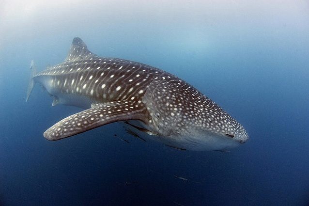 Anche gli squali 'prendono l'autostrada' e si trova nell'Oceano Pacifico: a cosa serve