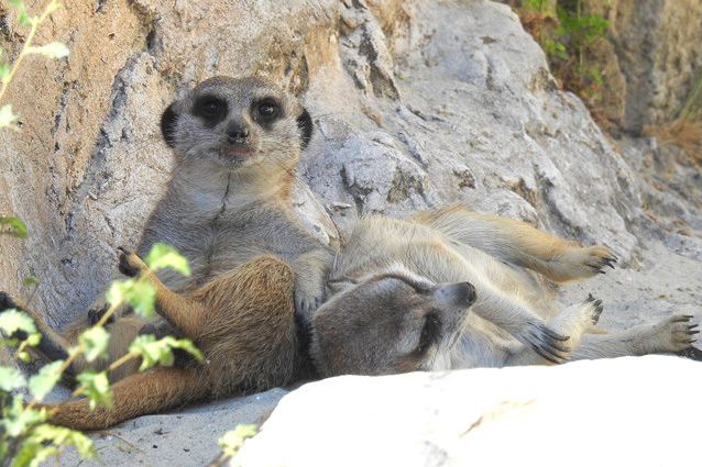 Come sono nati gli animali: tutto iniziò da un'esplosione di alghe e cambiamenti climatici