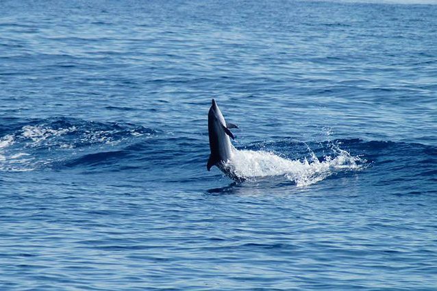 Cetacei, boom di avvistamenti nel Mar Ligure: balene e delfini in aumento