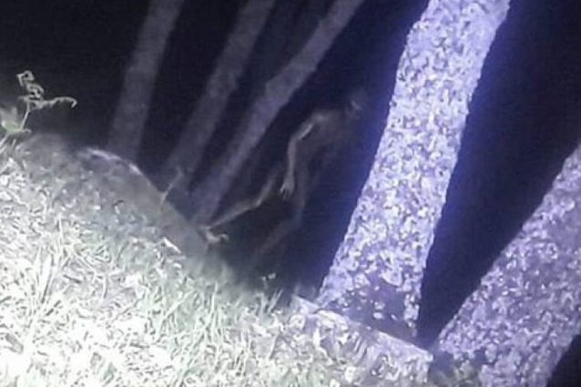 Alieno ripreso mentre vaga nella foresta: un “avvistamento” da b-movie