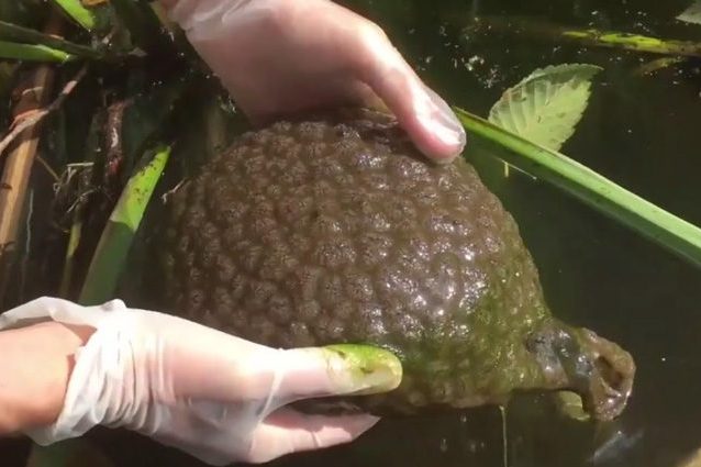 Blob briozoo, cos'è questo ammasso gelatinoso trovato nella palude