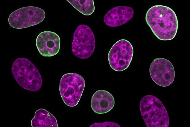 Le cellule umane hanno un 'orologio interno' che determina il ciclo vitale: cosa significa