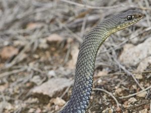 Chi è il raro serpente colubro lacertino trovato per caso a Modena e perché non è pericoloso