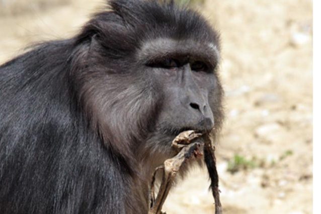 Divora il figlio morto, il dramma di Evalyne, mamma macaco salvata in Italia