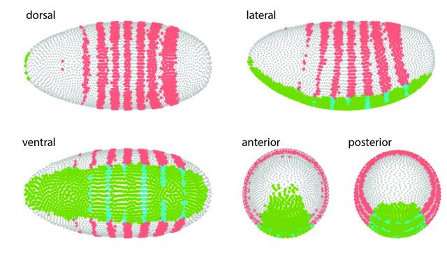 Credit: Drosophila Virtual Expression eXplorer, BIMSB at the MDC