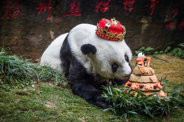 È morto Basi, il panda gigante più anziano del mondo: aveva 37 anni, il doppio della media